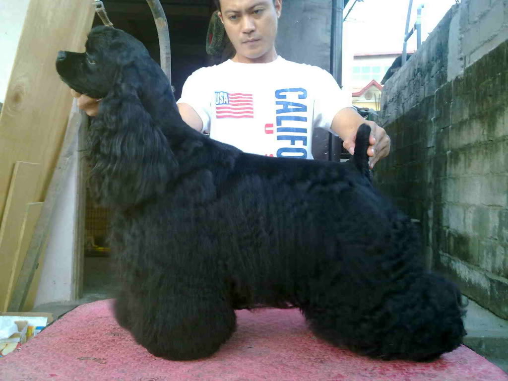 AMERICAN COCKER SPANIELS DITO PO TAYO - Page 10 Jake