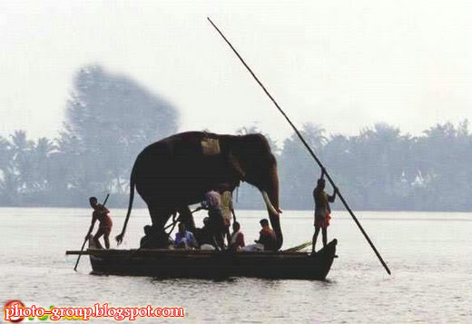    ѿ!! Elephan0nBoat