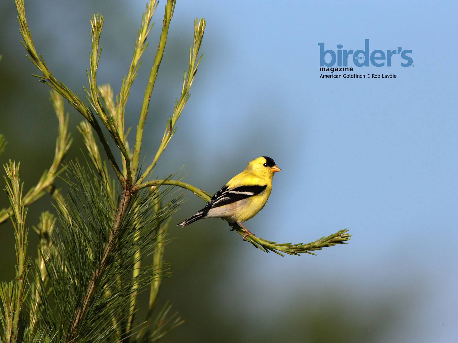 Những chú chim dễ thương Americangoldfinch_1600x1200