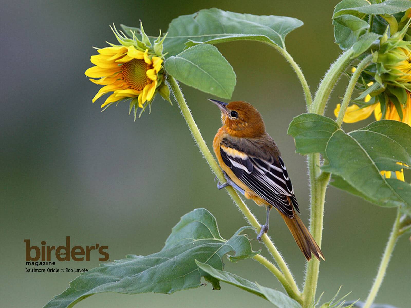 Những chú chim dễ thương Baltimoreoriole_1600x1200