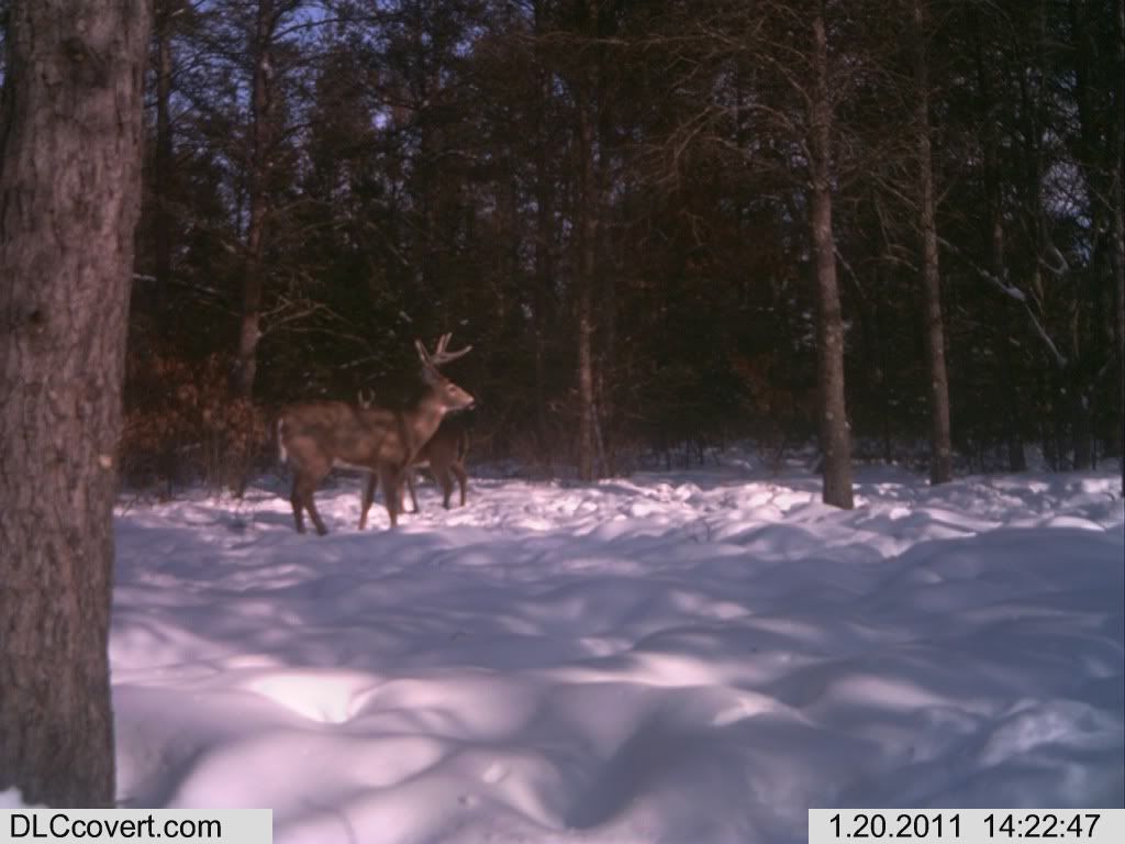 New pics from the stealth cam: IM000023