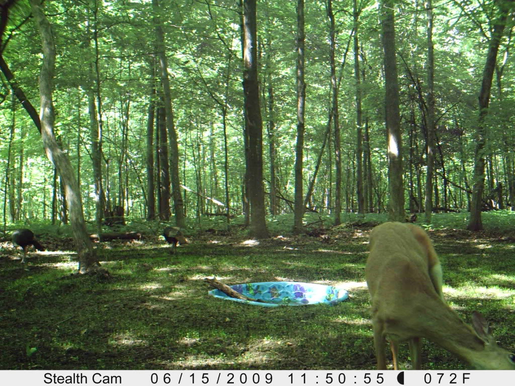 Water hole and food plot Picture228