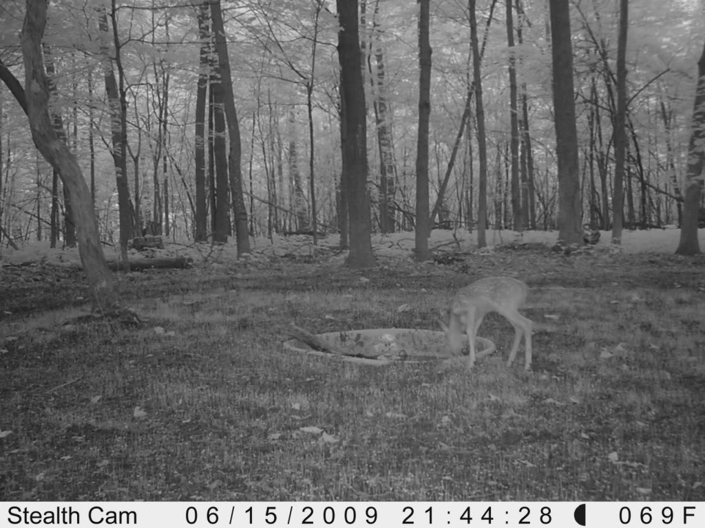 Water hole and food plot Picture277