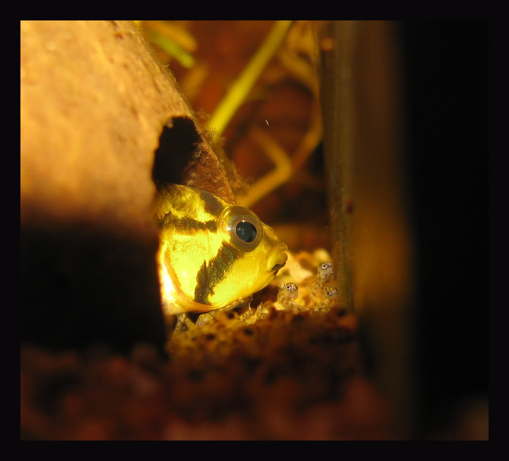 Apistogramma Cacatuoides IMG_3800-1