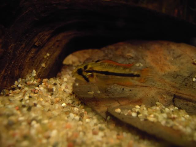 pistogramma catuoides -  3 PICT1190-1