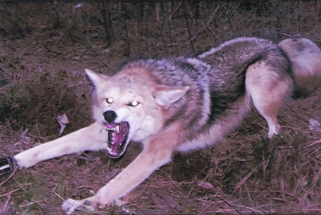 Coyote takedown Coyote