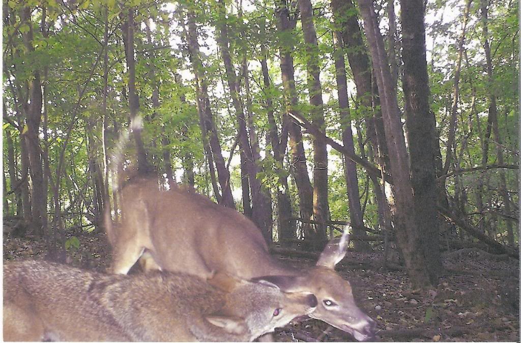 Coyote takedown Coyoteanddeer