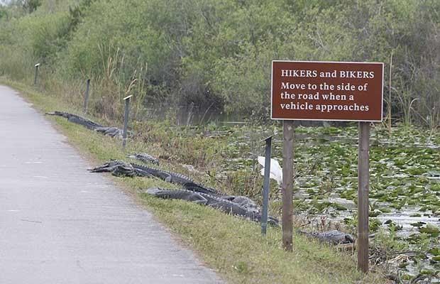 Good old Florida road sign Image001