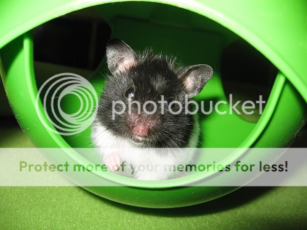 Hamster: George IMG_3430-04