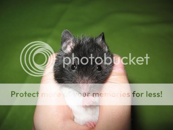 Hamster: George IMG_3439-06