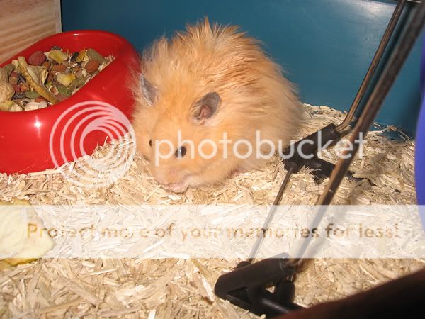 Hamster Boris IMG_5521