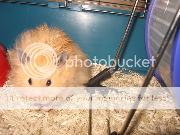 Hamster Boris IMG_5522