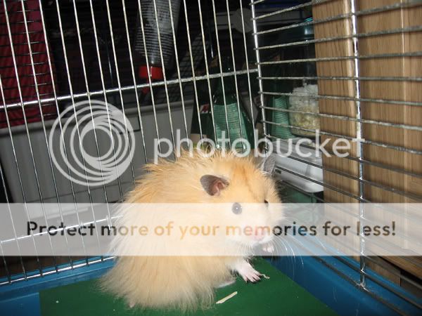 Hamster Boris IMG_5541