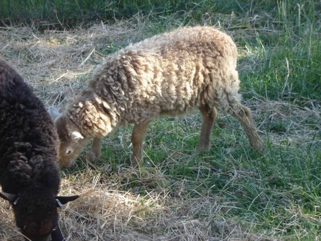 Petits bretons ! DSC07241