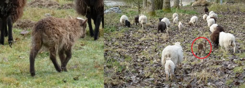 Une antenaise noisette Phaeolambflock