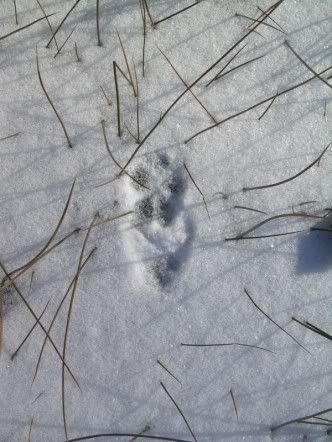 tracking at Lindsay Parson's Biodiversity Preserve Ct