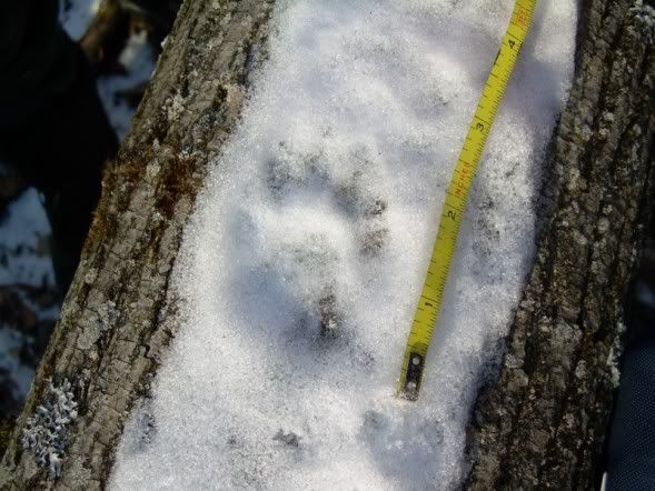 tracking at Lindsay Parson's Biodiversity Preserve Mt1