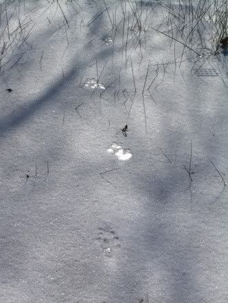 tracking at Lindsay Parson's Biodiversity Preserve Tracksglow