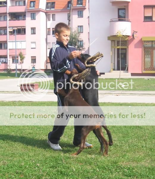 DOBERMANN del Naisuss 0159