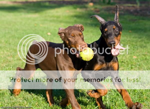 DOBERMANN del Naisuss 2251