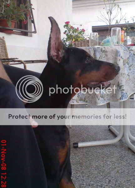 DOBERMANN del Naisuss Alexandria133