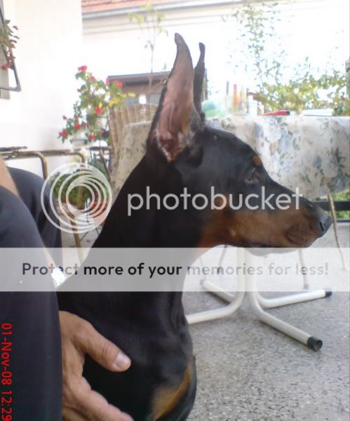 DOBERMANN del Naisuss Alexandria135