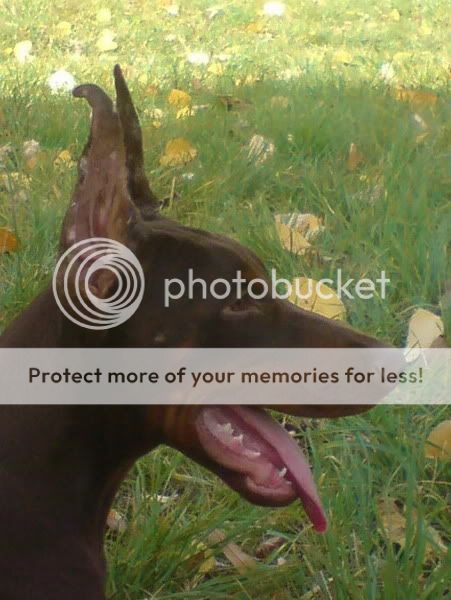 DOBERMANN del Naisuss Anina127