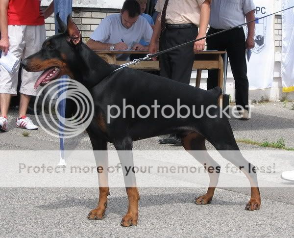 DOBERMANN del Naisuss Energo019