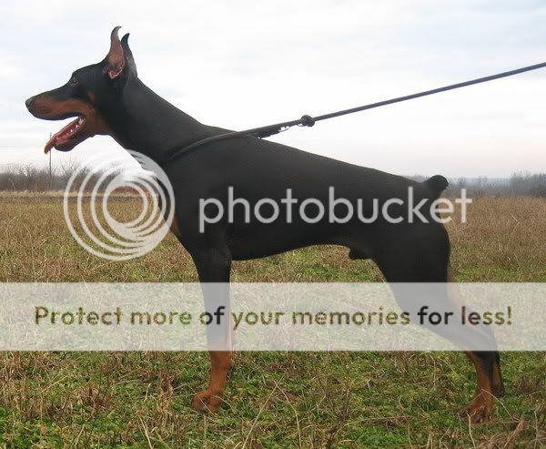 DOBERMANN del Naisuss EnergoNaissGingaHouse30