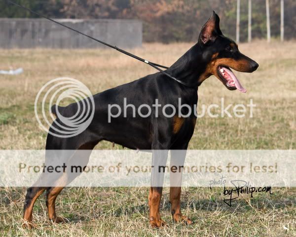 DOBERMANN del Naisuss Enna3998m