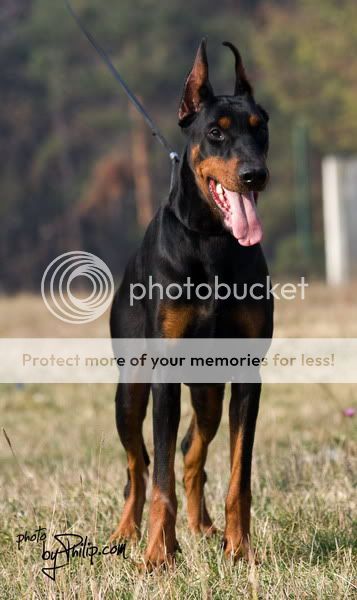 DOBERMANN del Naisuss Enna4024m