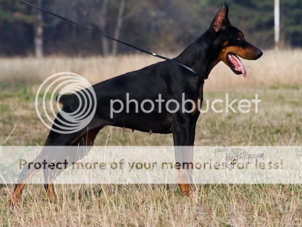 DOBERMANN del Naisuss Enna4029m