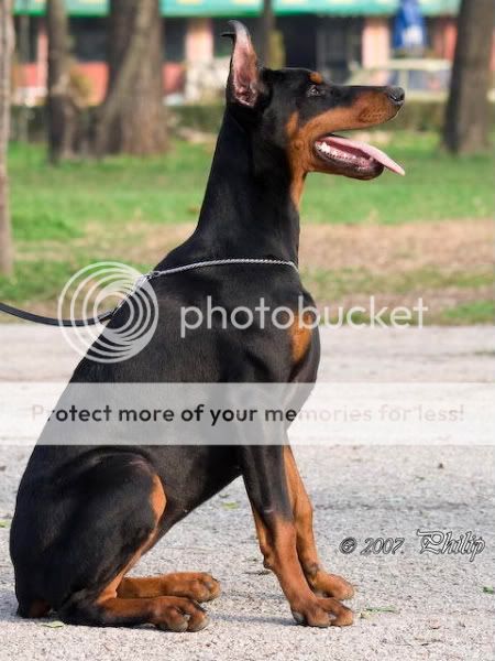 DOBERMANN del Naisuss EnnaNaissGingaHouse55m1636-1