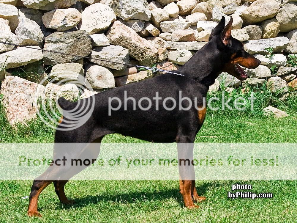 DOBERMANN del Naisuss EnnaNaissGingaHouseSk