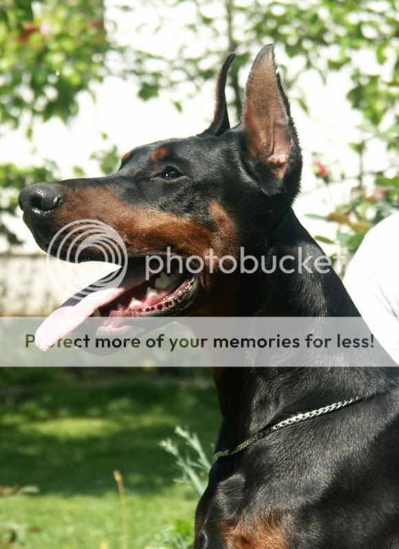 DOBERMANN del Naisuss FabioNaissGingaHousehead