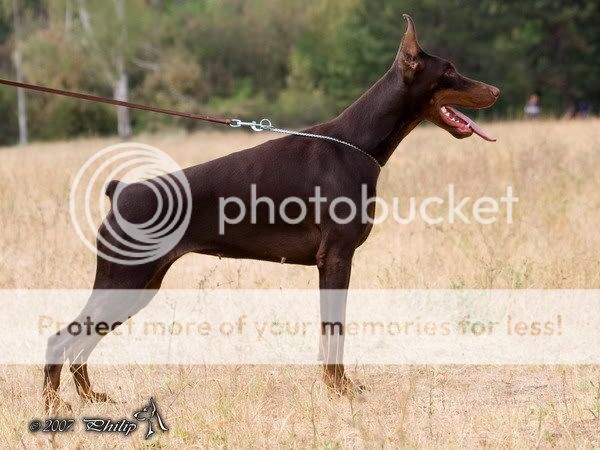 DOBERMANN del Naisuss FannaNaissGingaHouse1