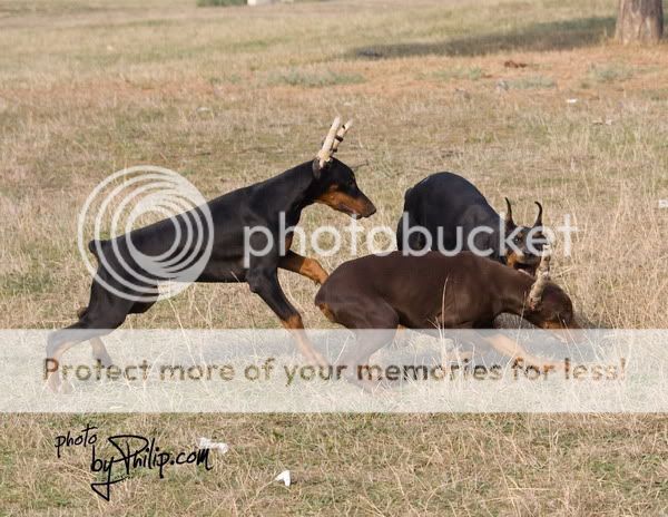 DOBERMANN del Naisuss MG_3975m