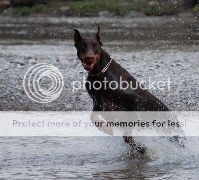 DOBERMANN del Naisuss MysticHazelGingaHouse