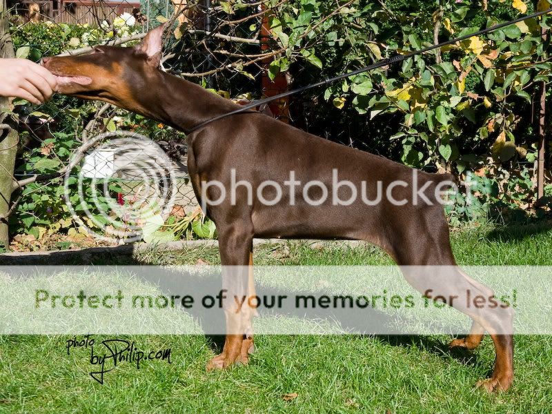 DOBERMANN del Naisuss _MG_3572