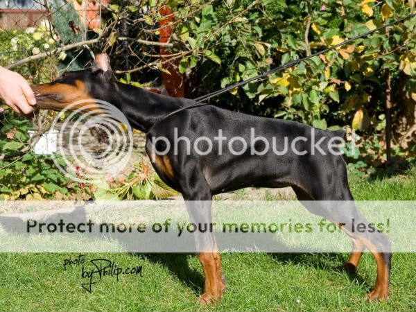 DOBERMANN del Naisuss _MG_3595-1