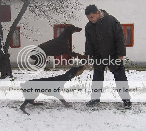 DOBERMANN del Naisuss Bk0303