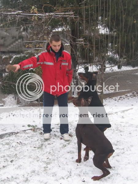 DOBERMANN del Naisuss Bk0326