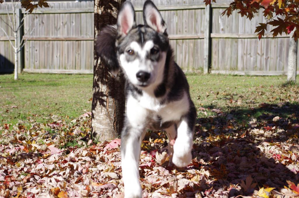 house - Silly husky game - Page 2 IMGP1057