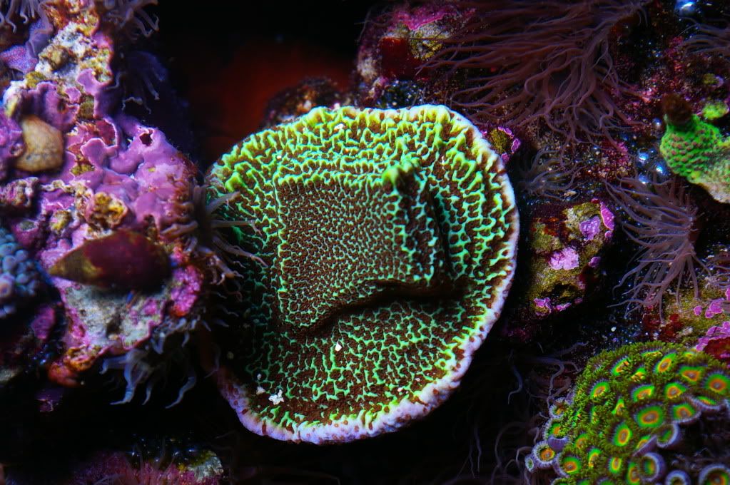 Montipora Grow Out contest pictures IMGP4520