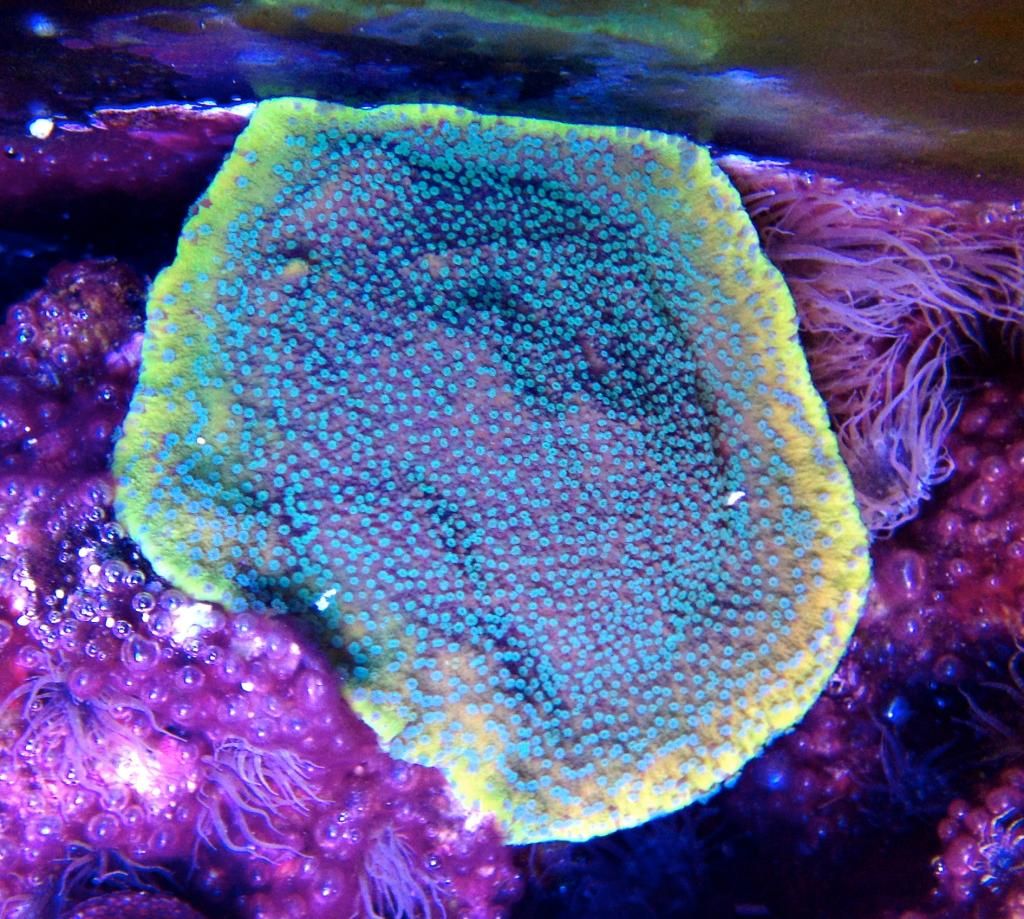 Montipora Grow Out contest pictures IMG_3462_zps146d35ef