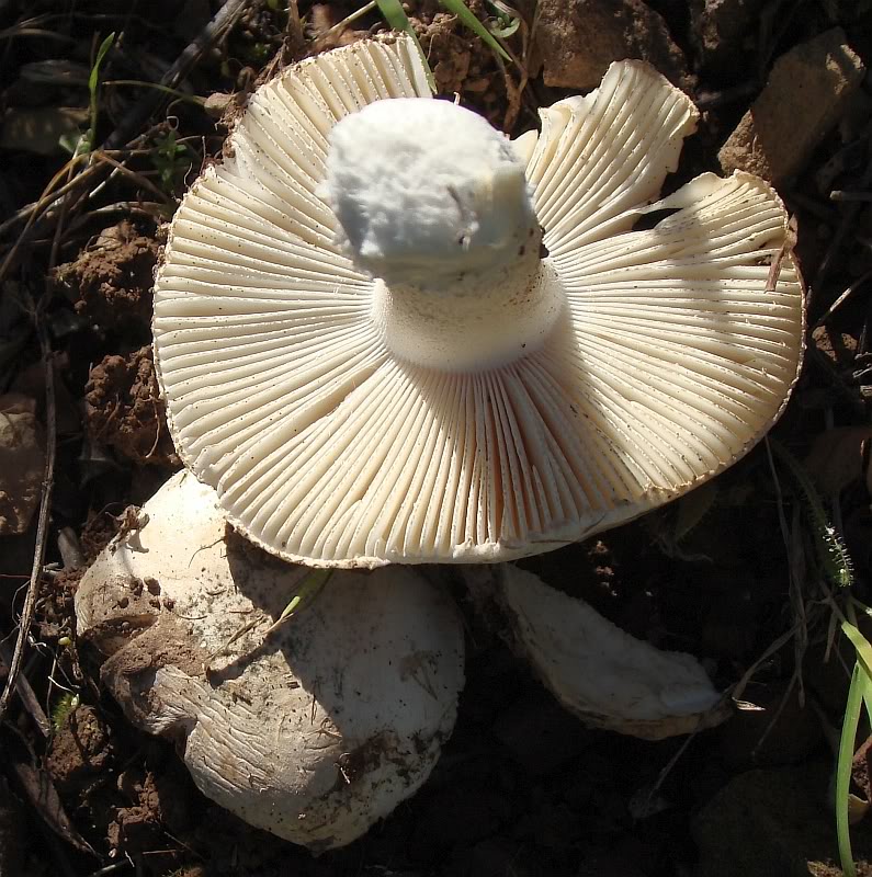 Amanita ponderosa e / ou Amanita curtipes ? DSC00149