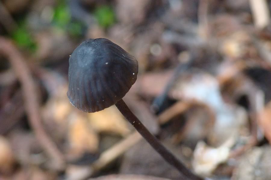 3 Cogumelos para Identificação... Hygrophorus eburneus DSC01983