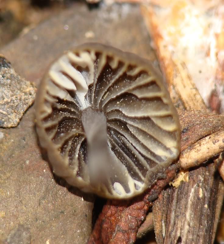 3 Cogumelos para Identificação... Hygrophorus eburneus DSC01987