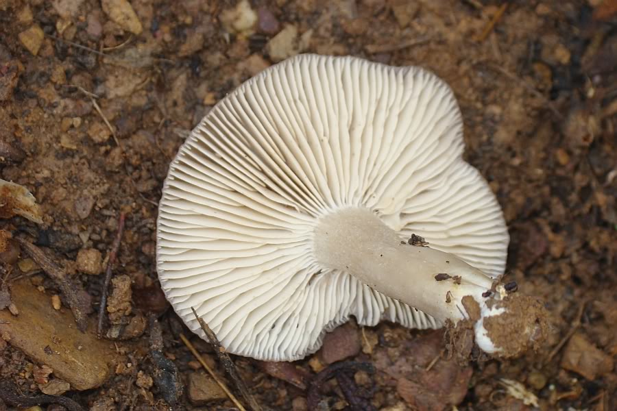 3 Cogumelos para Identificação... Hygrophorus eburneus DSC02010