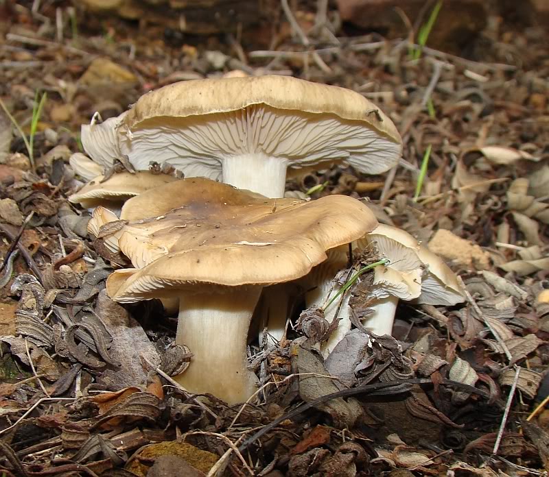 3 Cogumelos para Identificação... Hygrophorus eburneus DSC02015